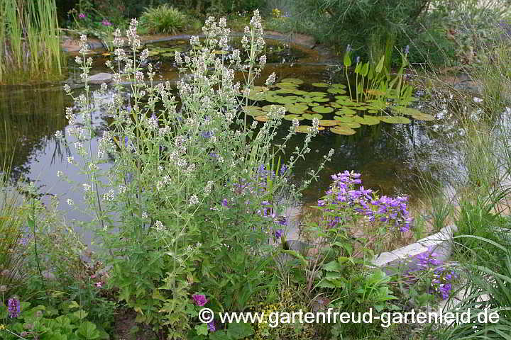 Nepeta cataria – Echte Katzenminze