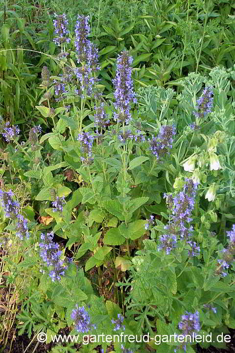 Nepeta grandiflora – Großblütige Katzenminze