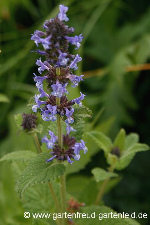 Nepeta grandiflora – Großblütige Katzenminze, Blütenstand