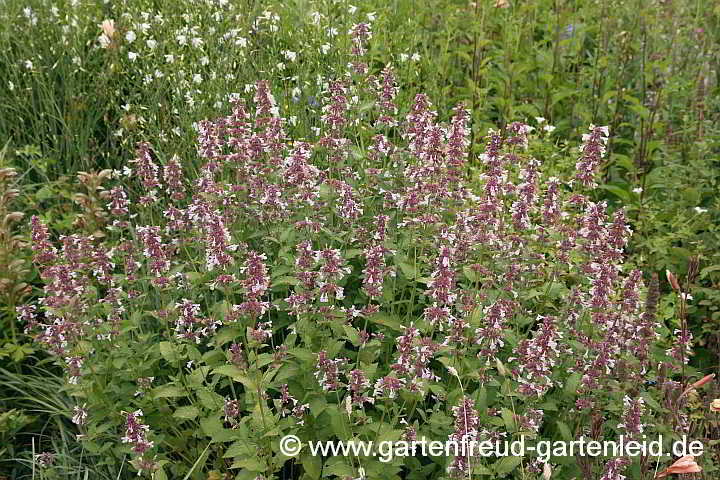 Nepeta grandiflora 'Dawn to Dusk' – Großblütige Katzenminze