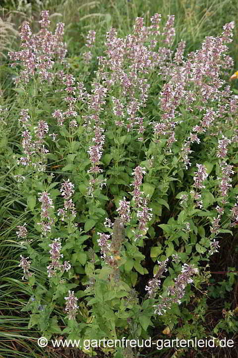 Nepeta grandiflora 'Dawn to Dusk' – Großblütige Katzenminze