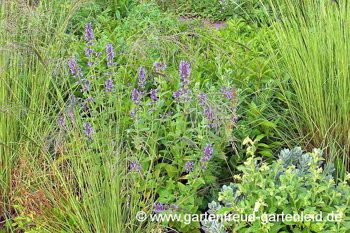 Nepeta grandiflora und Eragrostis curvula – Großblütige Katzenminze und Afrikanisches Liebesgras