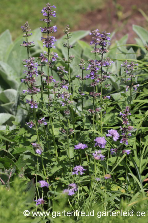 Nepeta grandiflora – Großblütige Katzenminze