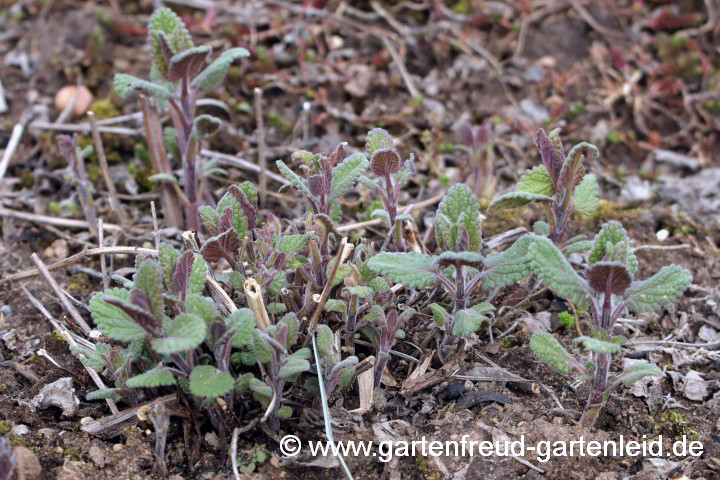 Nepeta parnassica (Griechische Katzenminze) – Austrieb