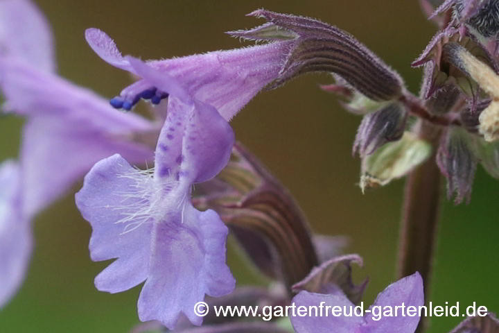 Nepeta parnassica – Griechische Katzenminze, Hohe Katzenminze, Blüte