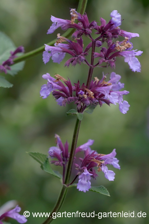 Nepeta parnassica – Griechische Katzenminze, Hohe Katzenminze, Blütenstand