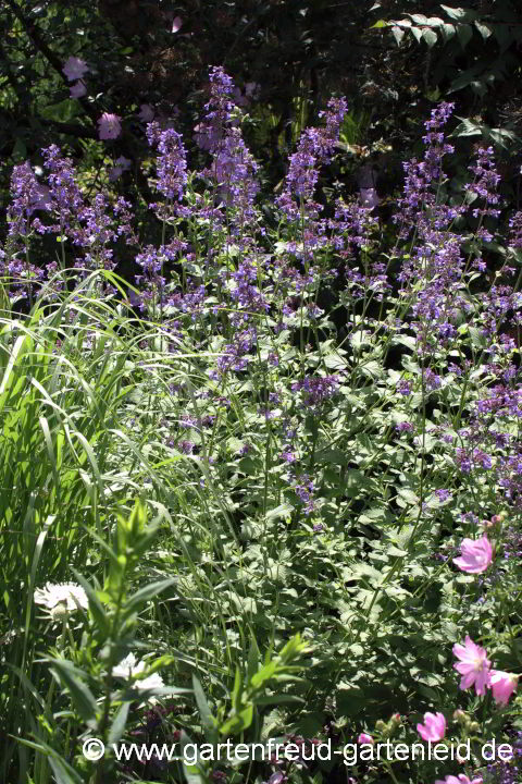 Nepeta parnassica – Griechische Katzenminze, Hohe Katzenminze