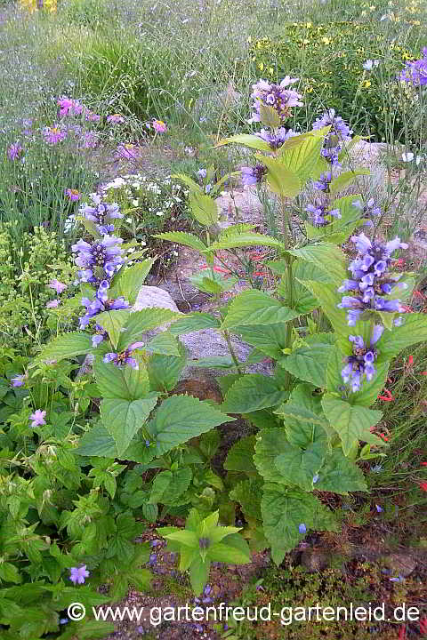 Nepeta subsessilis – Sitzende Katzenminze