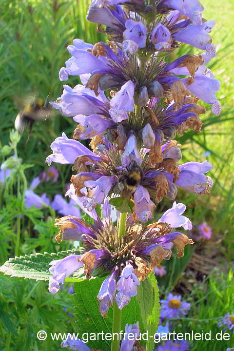 Nepeta subsessilis – Sitzende Katzenminze