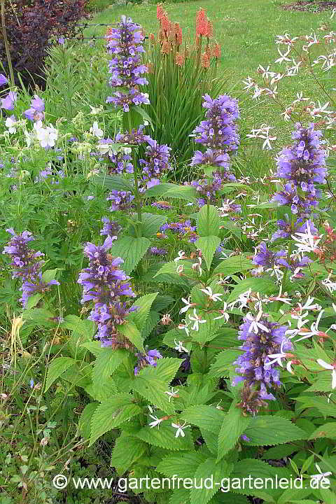 Nepeta subsessilis (Sitzende Katzenminze) mit Kniphofia uvaria (Fackellilie, im Hintergrund) und Gillenia trifoliata (Nördliche Dreiblattspiere, rechts)