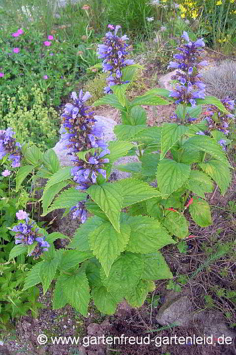 Nepeta subsessilis – Sitzende Katzenminze