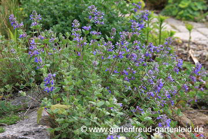 Nepeta x faassenii – Blauminze, Blaue Katzenminze