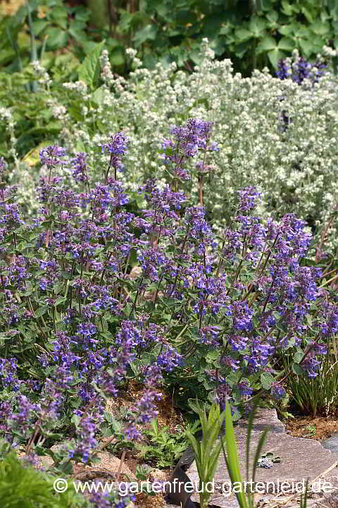 Nepeta x faassenii vor Artemisia schmidtiana 'Nana' – Blauminze vor Zwerg-Silberraute