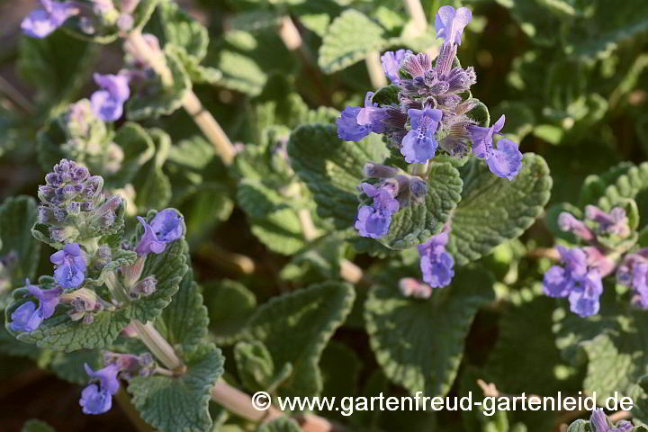 Nepeta x faassenii – Blauminze, Blüten