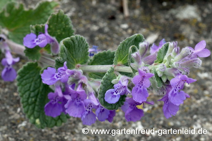 Nepeta x faassenii – Blauminze, Blüten