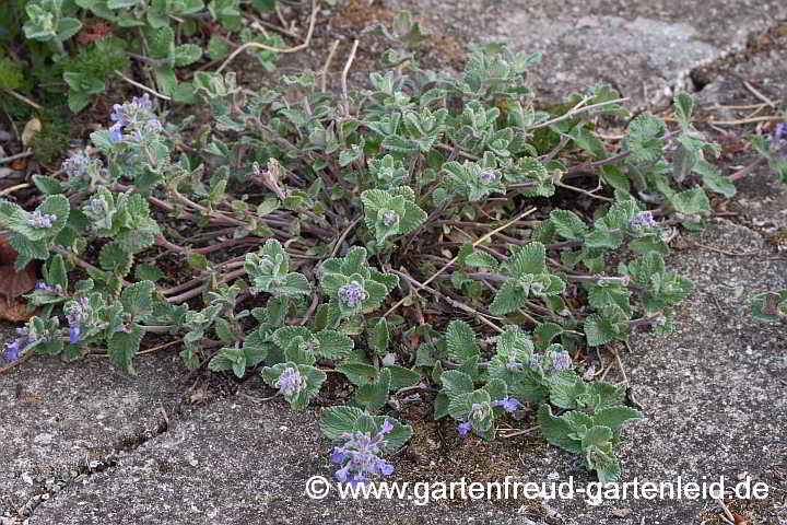 Nepeta x faassenii (Blauminze) Ende April