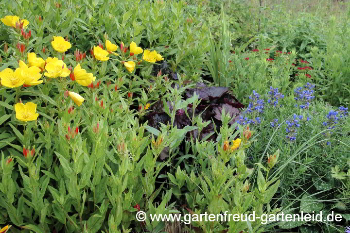 Oenothera fruticosa mit Heuchera 'Palace'Purple' und Dracocephalum ruyschiana – Rotstängelige Nachtkerze mit Rotblättrigem Purpurglöckchen und Nordischem Drachenkopf