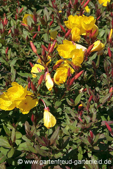 Oenothera fruticosa var. glauca ('Sonnenwende') – Garten-Nachtkerze