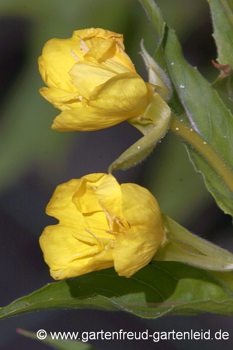 Oenothera biennis – Gewöhnliche Nachtkerze, Blüten