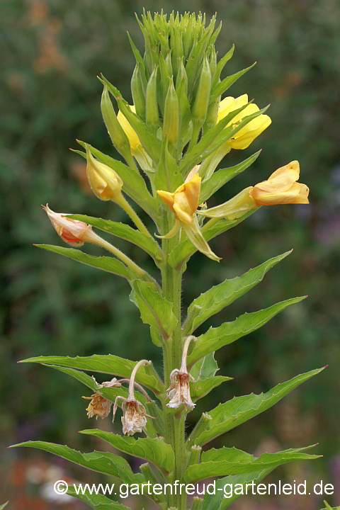 Oenothera biennis – Gewöhnliche Nachtkerze Blütenstand