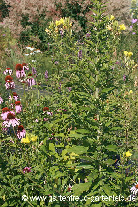 Oenothera biennis mit Echinacea purpurea – Gewöhnliche Nachtkerze mit Rotem Scheinsonnenhut