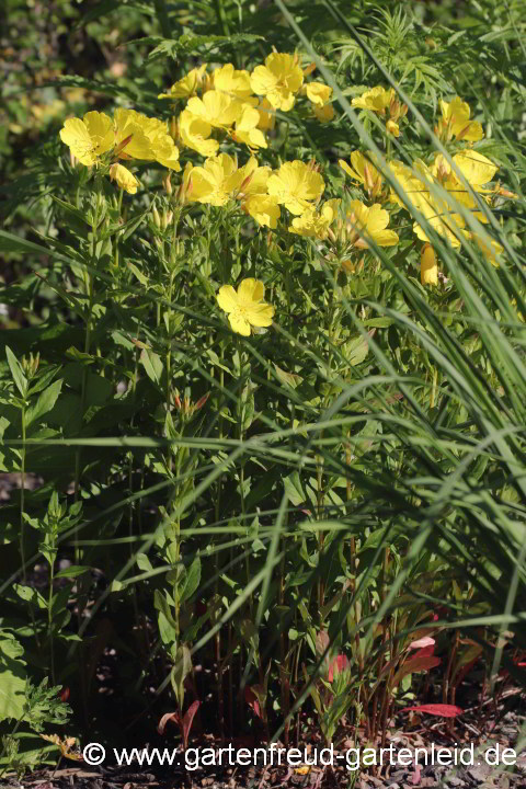 Oenothera fruticosa – Rotstängelige Nachtkerze