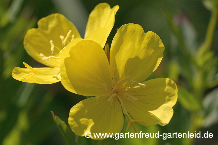 Oenothera fruticosa – Rotstängelige Nachtkerze, Blüten