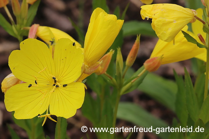 Oenothera fruticosa – Rotstängelige Nachtkerze