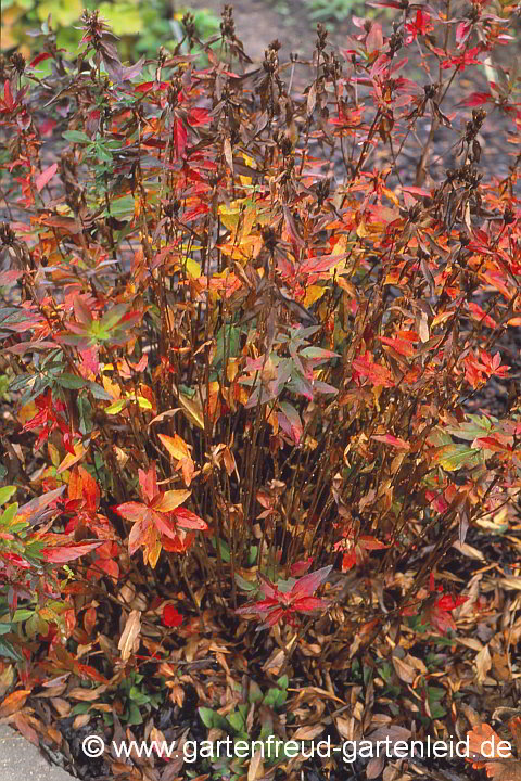 Oenothera fruticosa – Rotstängelige Nachtkerze im Herbst