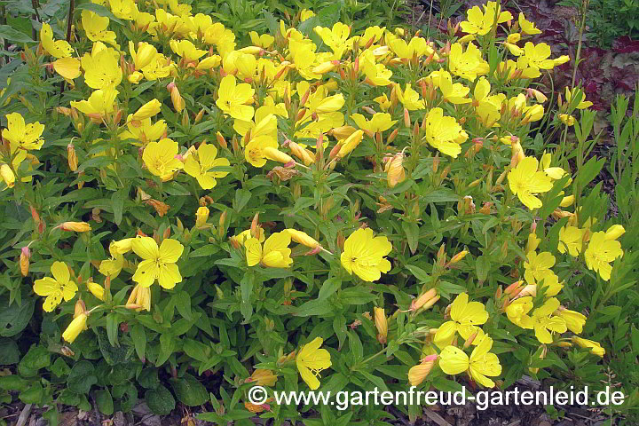 Oenothera fruticosa – Rotstängelige Nachtkerze