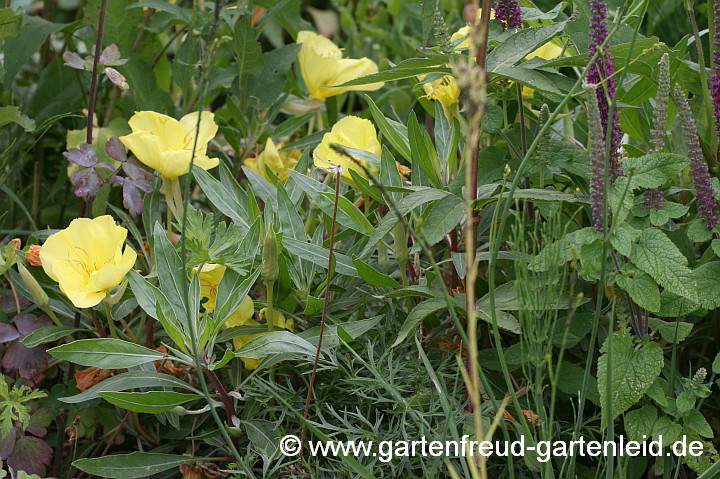 Oenothera macrocarpa – Missouri-Nachtkerze