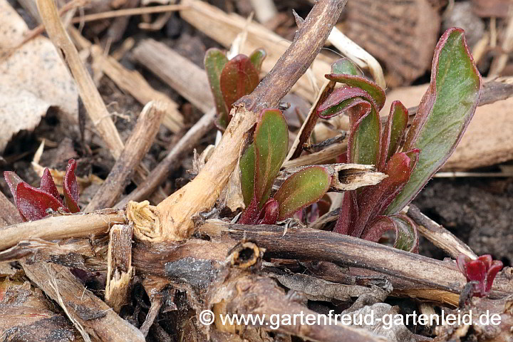 Oenothera macrocarpa – Missouri-Nachtkerze, Austrieb