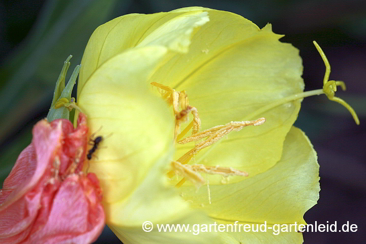 Oenothera macrocarpa – Missouri-Nachtkerze, Blüte