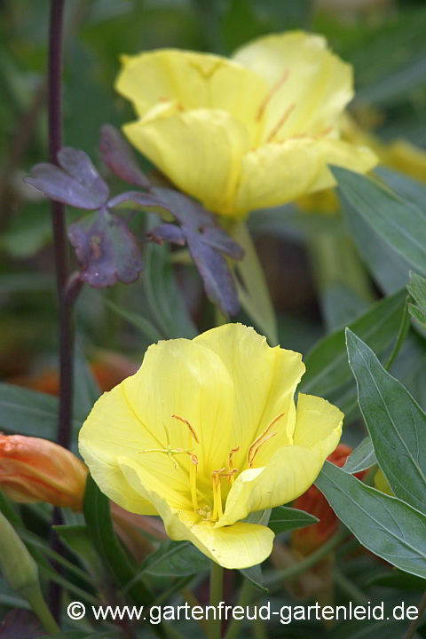 Oenothera macrocarpa – Missouri-Nachtkerze, Blüte