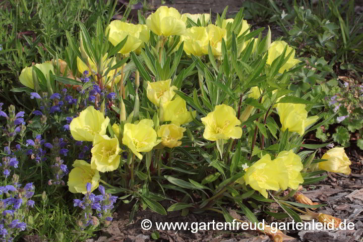 Oenothera macrocarpa – Missouri-Nachtkerze