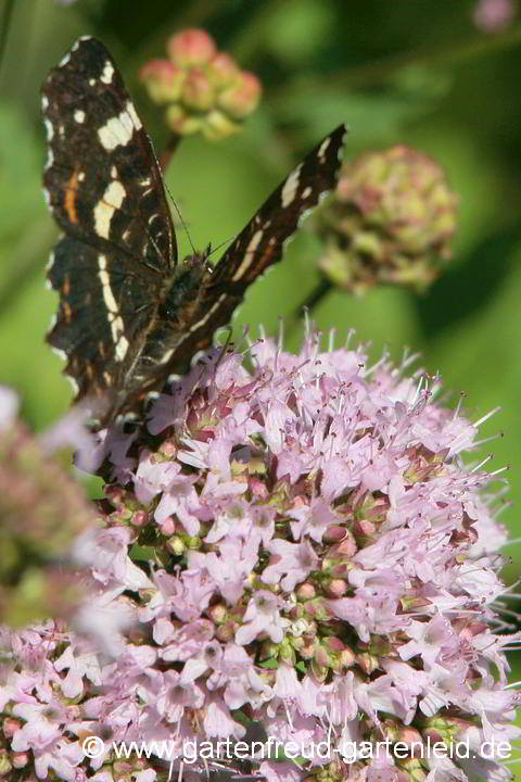 Origanum vulgare (Oregano, Dost, Wilder Majoran) mit Landkärtchen