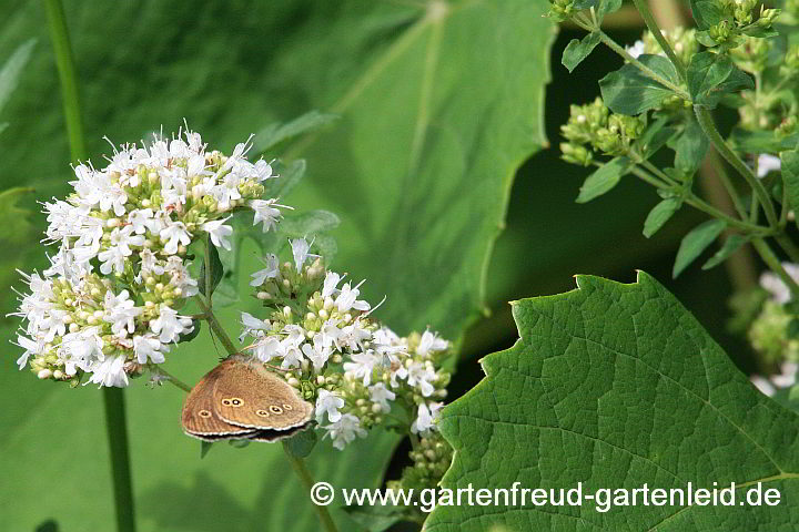 Origanum heracleoticum (Griechischer Oregano) mit Braunem Waldvogel