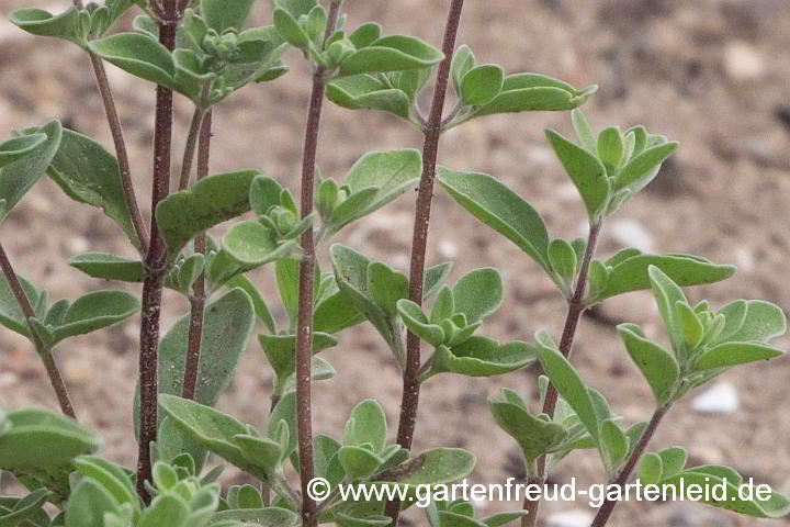 Origanum majorana – Majoran