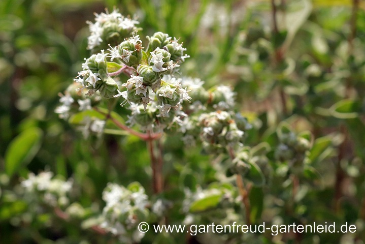 Origanum majorana – Majoran; Blütenstand