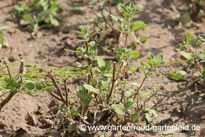 Origanum majorana – Majoran; Neuaustrieb nach der Ernte