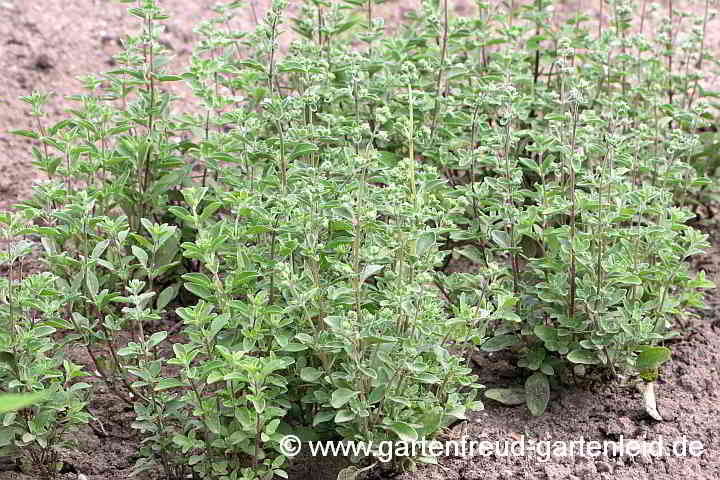 Origanum majorana – Majoran