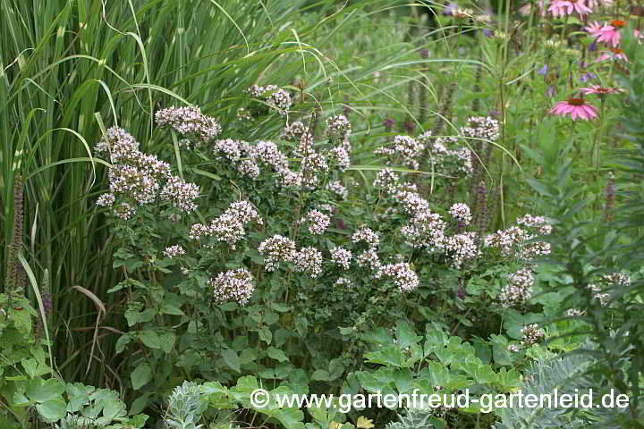 Origanum vulgare – Oregano, Dost, Wilder Majoran