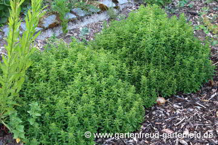 Origanum vulgare 'Diabolo' (Hängeoregano)