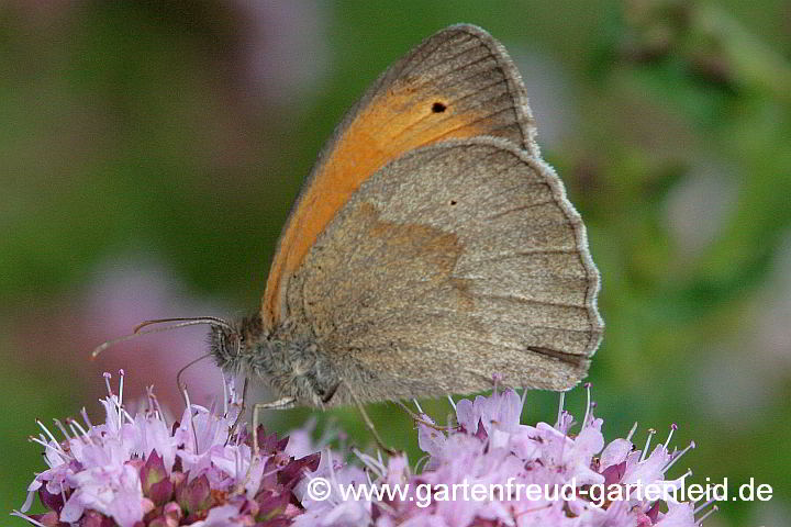 Origanum vulgare (Oregano, Dost, Wilder Majoran) mit Großem Ochsenauge