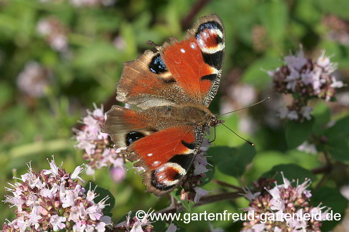 Origanum vulgare – Dost, Oregano mit Tagpfauenauge