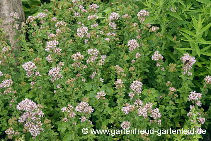 Origanum vulgare – Oregano