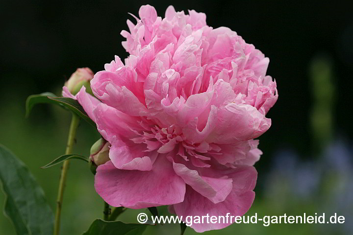 Paeonia lactiflora (Edel-Pfingstrose) im Herbst