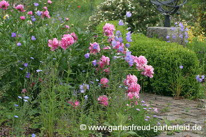 Paeonia lactiflora (Edel-Pfingstrose) mit Campanula persicifolia