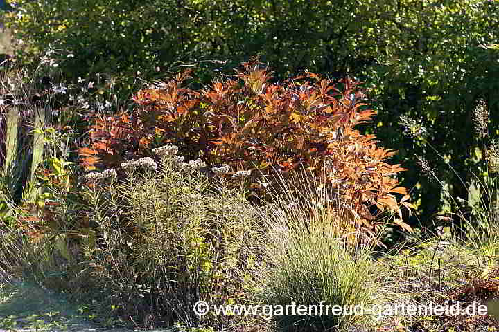 Paeonia lactiflora (Edel-Pfingstrose) im Herbst