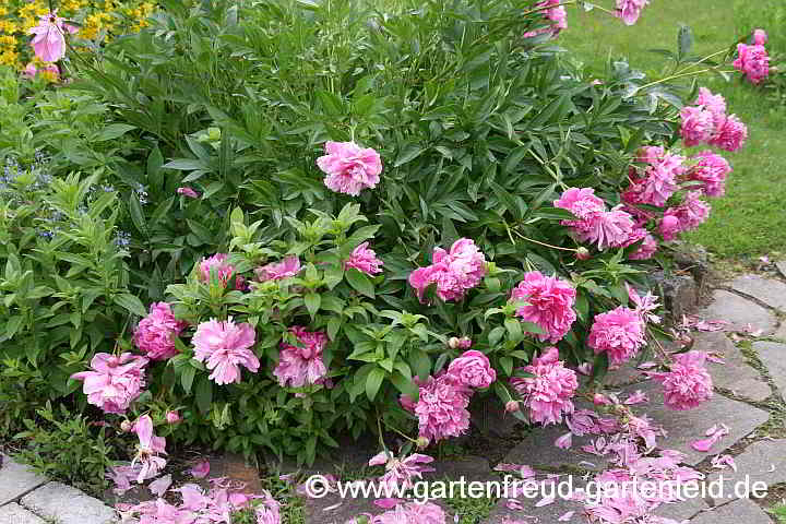 Paeonia lactiflora (Edel-Pfingstrose) nach einem Regenschauer